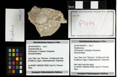 Foto (Objekt + Etiketten) von Distefania sp. 